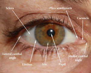 Socket anatomy - New Zealand Prosthetic Eye Service